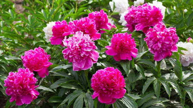 Как омолодить и размножить старые пионы: пересадка и деление кустов в августе