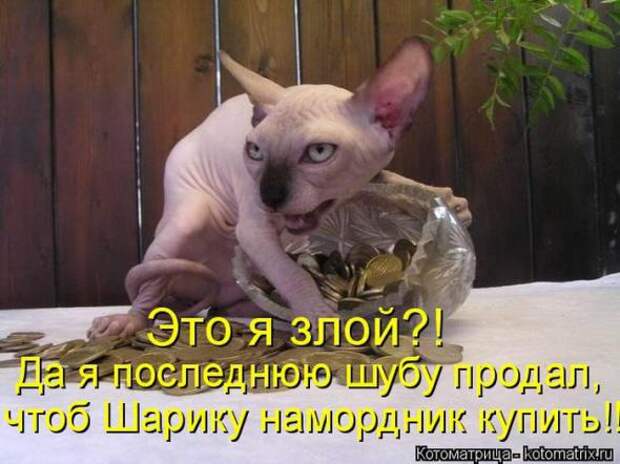 Котоматрицы (картинки с надписями)