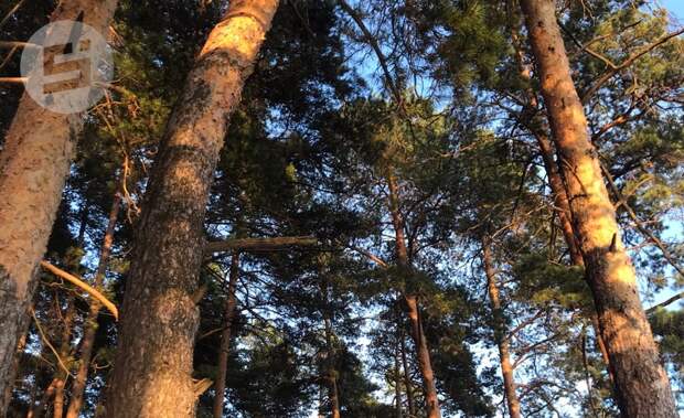 Почти 1300 саженцев деревьев экспортировали из Удмуртии для озеленения в Казахстан