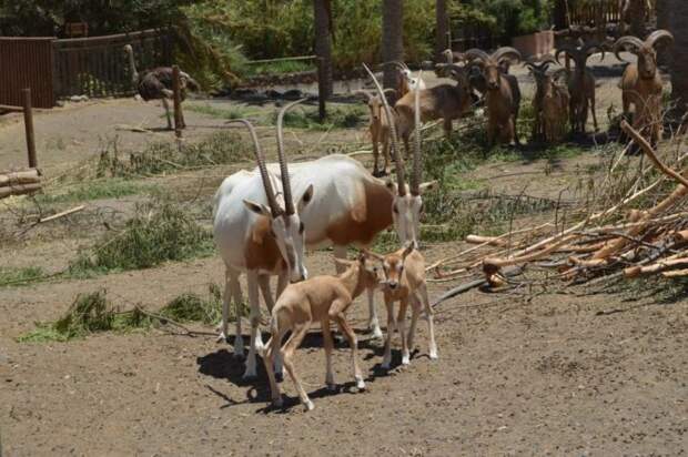 Размножение саблерогой антилопы