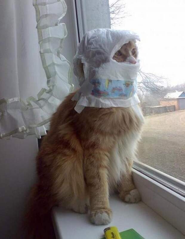 Котики