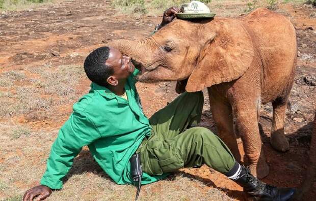 Осиротевшая слониха, которую чуть не убили люди, целует своего спасителя детеныш, животные, история, кения, люди, мир, слониха, спасение