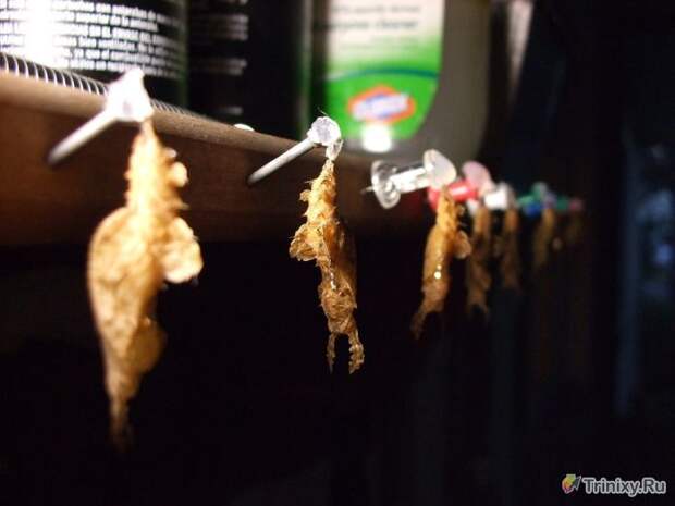 Разводим бабочек в домашних условиях (12 фото)
