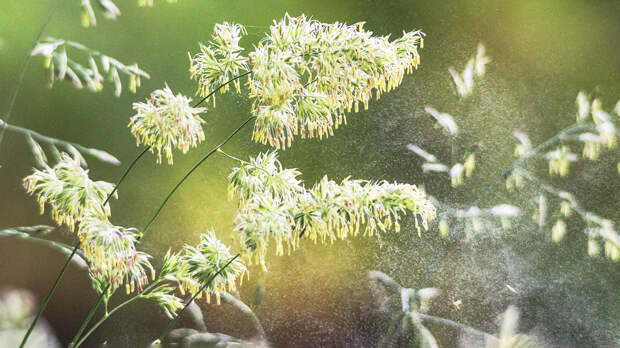 Сезон цветения: как жить с аллергией в весенне-летний период