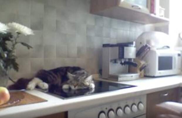 Говорящий кот Никифор