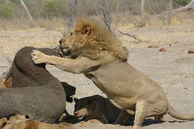 Львы убивают льва самца. Животные нападают на людей. Почему львы нападают. Агрессивный зверь. Почему львы нападают.