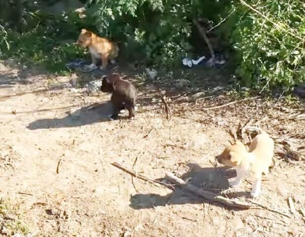 Три щенка Щенки возле кустов