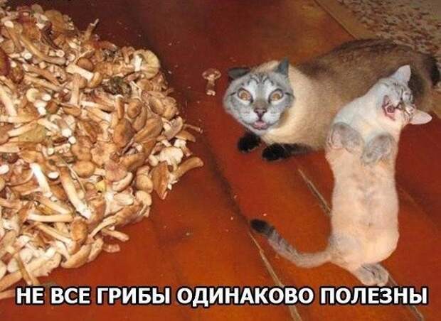 Смешные фото приколы и мемы с котами и кошками Смешные фото приколы и мемы с котами и кошками животные, коты, прикол, юмор