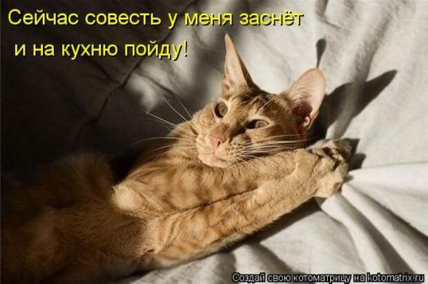 Котоматрицы (картинки с надписями)