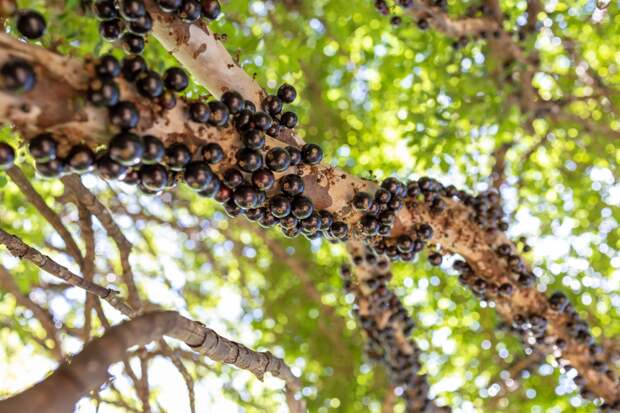 Названа удивительно полезная для мозга и кишечника ягода