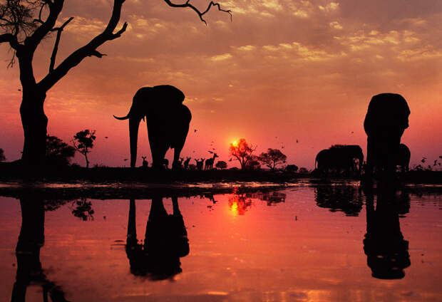 Африканские слоны на водопое на закате в Ботсване