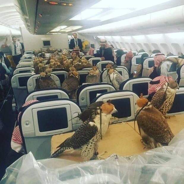 Подборка прикольных картинок