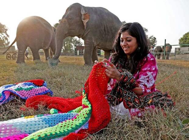 Индийских слонов спасают от холодов теплыми костюмами (6 фото)