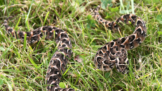 Змеи проснулись раньше срока: что делать, если напала гадюка