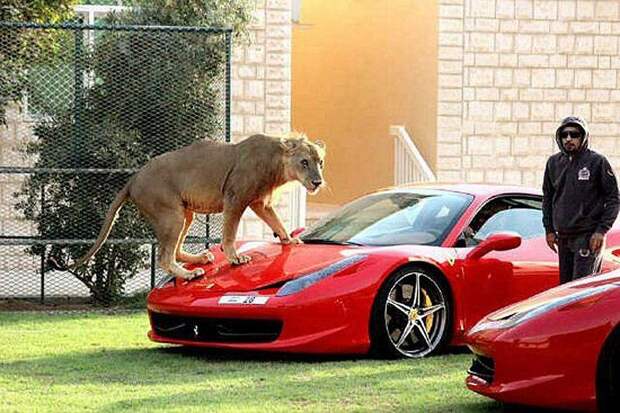 catsncars26 Хищные кошечки и дорогие машины: досуг арабского миллионера