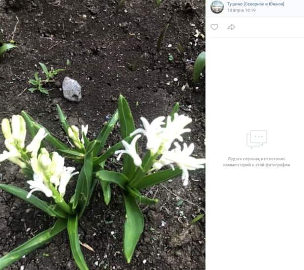 Жительница Северного Тушина создает клумбы возле дома