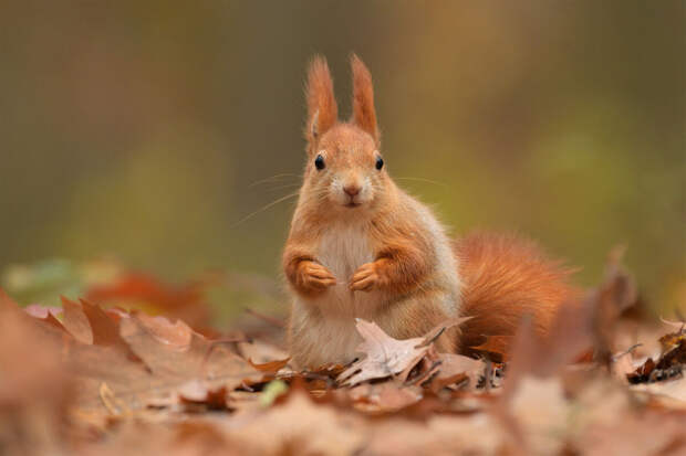 Daily Star: в США дом семьи сгорел из-за белки, перегрызшей провода