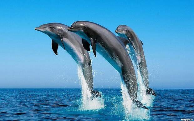 dolphins19 dolphins19 Самые удивительные факты о дельфинах