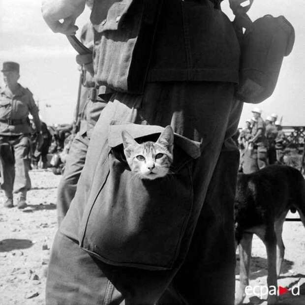 Боевые коты и кошки война, история, котики
