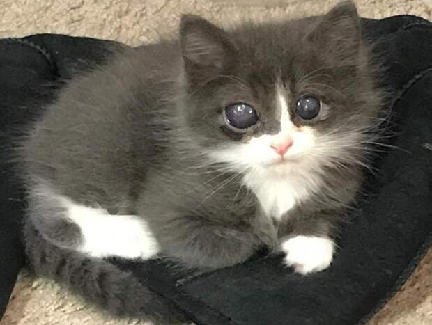 Котенок родился слепым, и шансов найти дом у него было мало