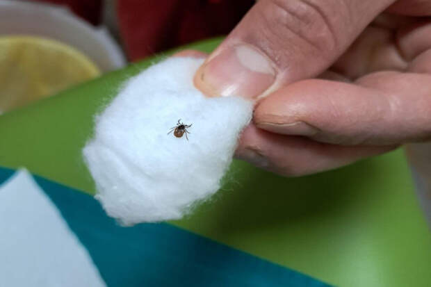 Клещи — враги или основа экосистемы? Почему их нельзя уничтожить полностью