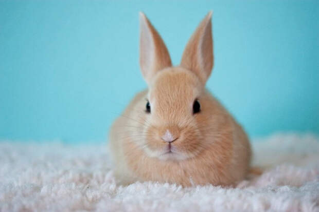 Фото: pixabay.com