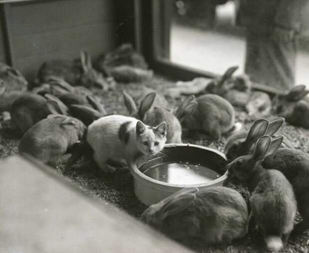 В гостях у кроликов, 1930 г. история, ретро, фото, это интересно