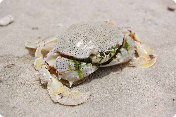 Лунные крабы Matutidae sp.