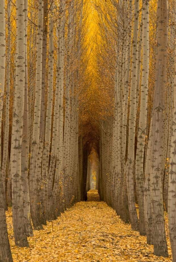 Аллея, Орегон, США
