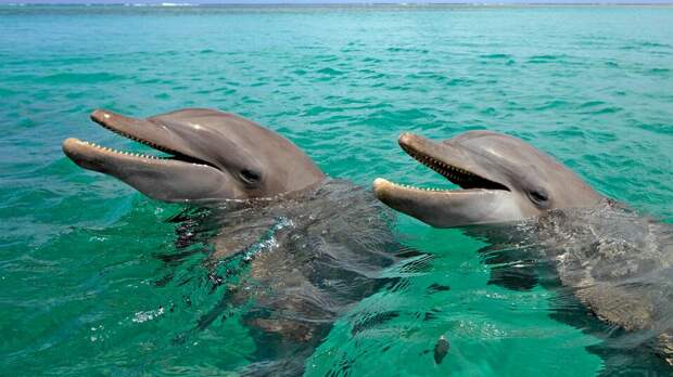 В Черном море проведут перепись дельфинов
