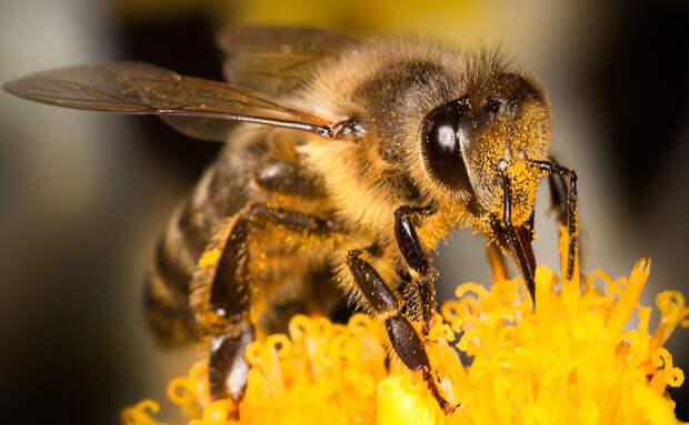 Пестициды отшибают пчёлам память