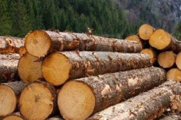 Вывоз леса в Китай предложили освободить от налогов