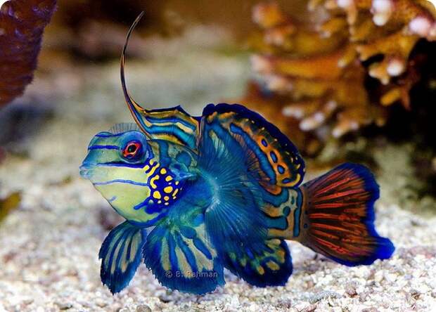 Мандаринка рыба (лат. Synchiropus splendidus)