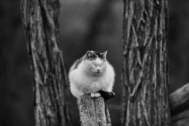 monorail_cats_photos_sabrina_boem_03.jpg