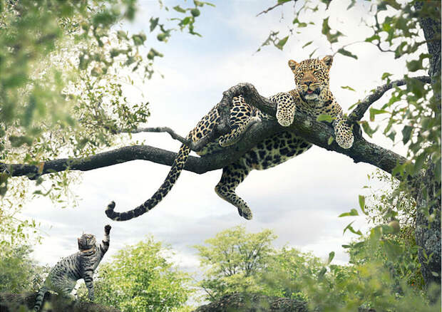 Приключения кота в дикой Африке (6 фото)