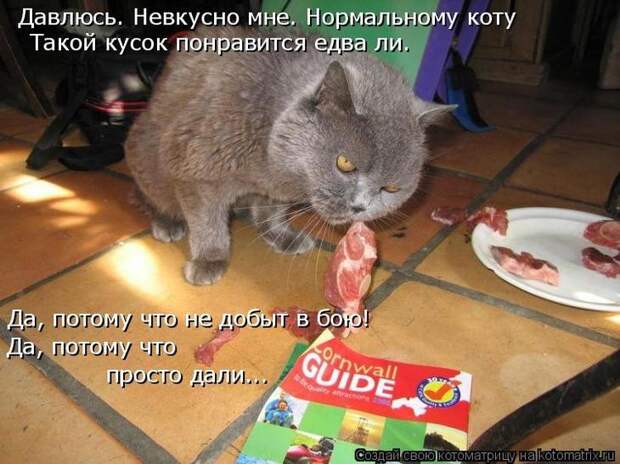 Котоматрицы