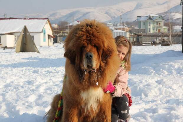Gangsen05 Снежные львы: из Тибета в Казахстан