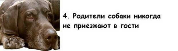 Почему собака лучше жены Почему собака лучше жены