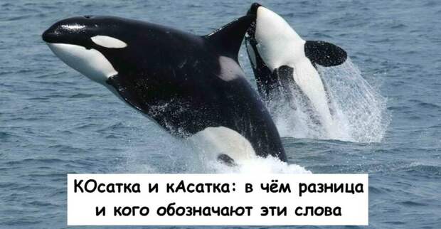 КОсатка и кАсатка: в чём разница и кого обозначают эти слова