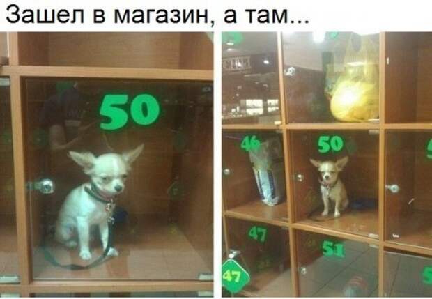 Новые фотомемы с приколами (26 шт)