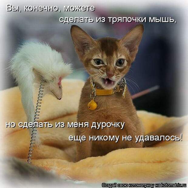 Котоматрица: Вы, конечно, можете сделать из тряпочки мышь, но сделать из меня дурочку еще никому не удавалось!