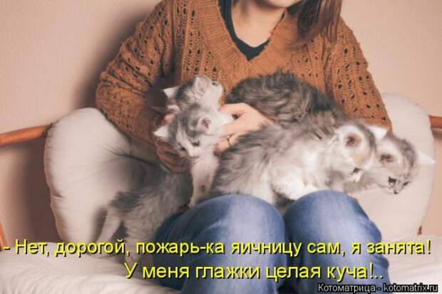 Лучшие котоматрицы недели (50 фото)