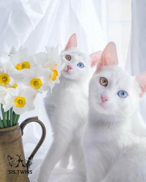 11 фотографий очаровательных кошек-близнецов с гетерохромией