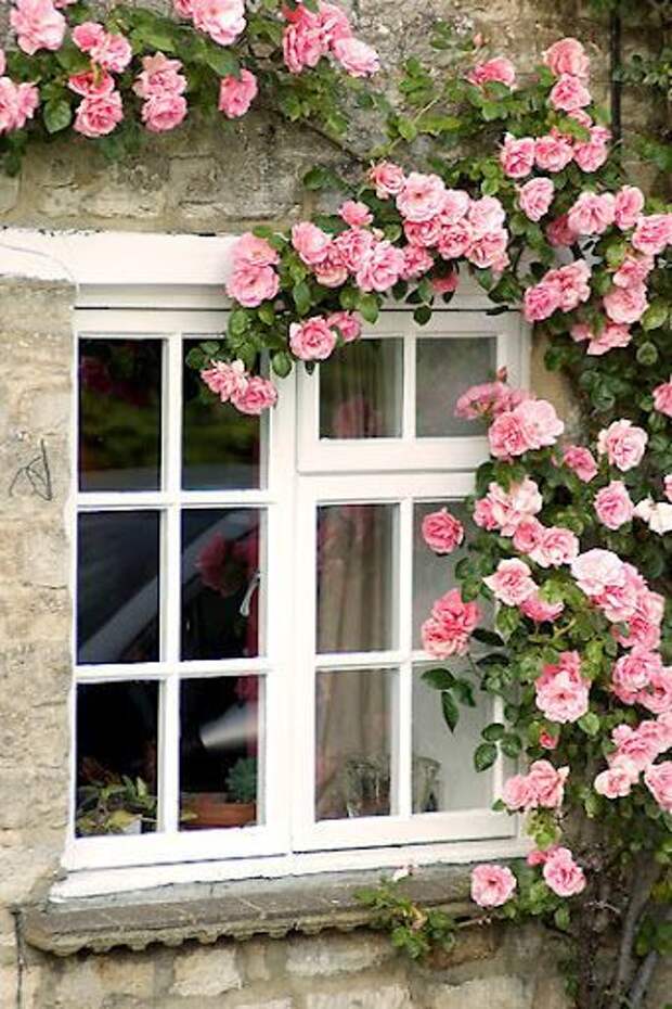 Плетистая роза в декоре окна