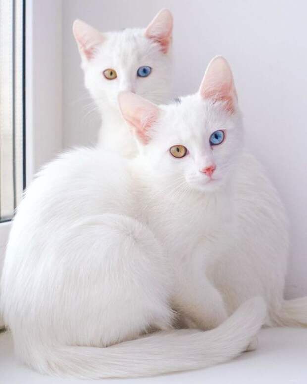 11 фотографий очаровательных кошек-близнецов с гетерохромией
