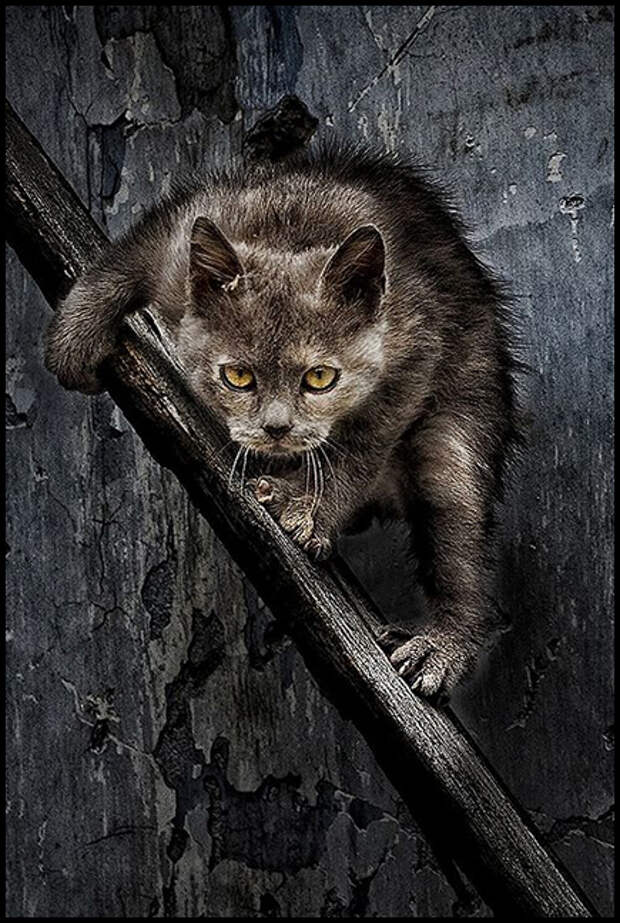 Кошки — прирожденные охотники. фото