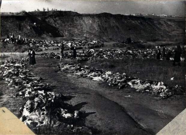 Злодеяния немецко-фашистских захватчиков в Воронеже ГАВО.Ф.Р-51.Оп.1.Д.559.Л.31