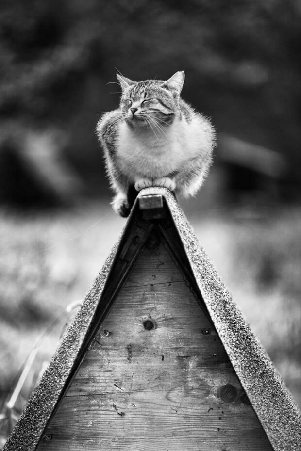 monorail_cats_photos_sabrina_boem_18.jpg