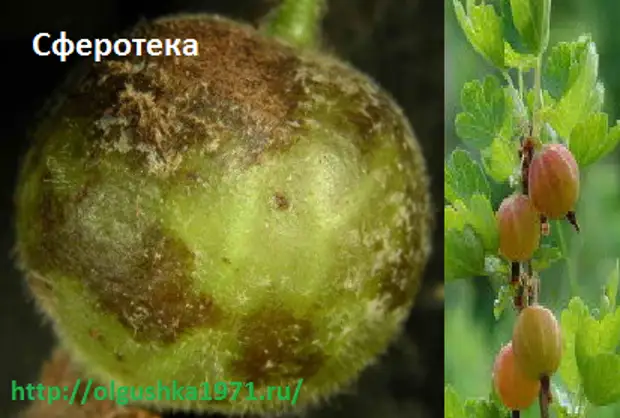 Болезнь крыжовника в картинках и борьба с ними
