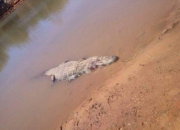 После вскрытия крокодила нашли останки фермера